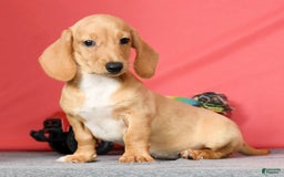 Miniature Dachshund dogs for sale: Dora - Image 5