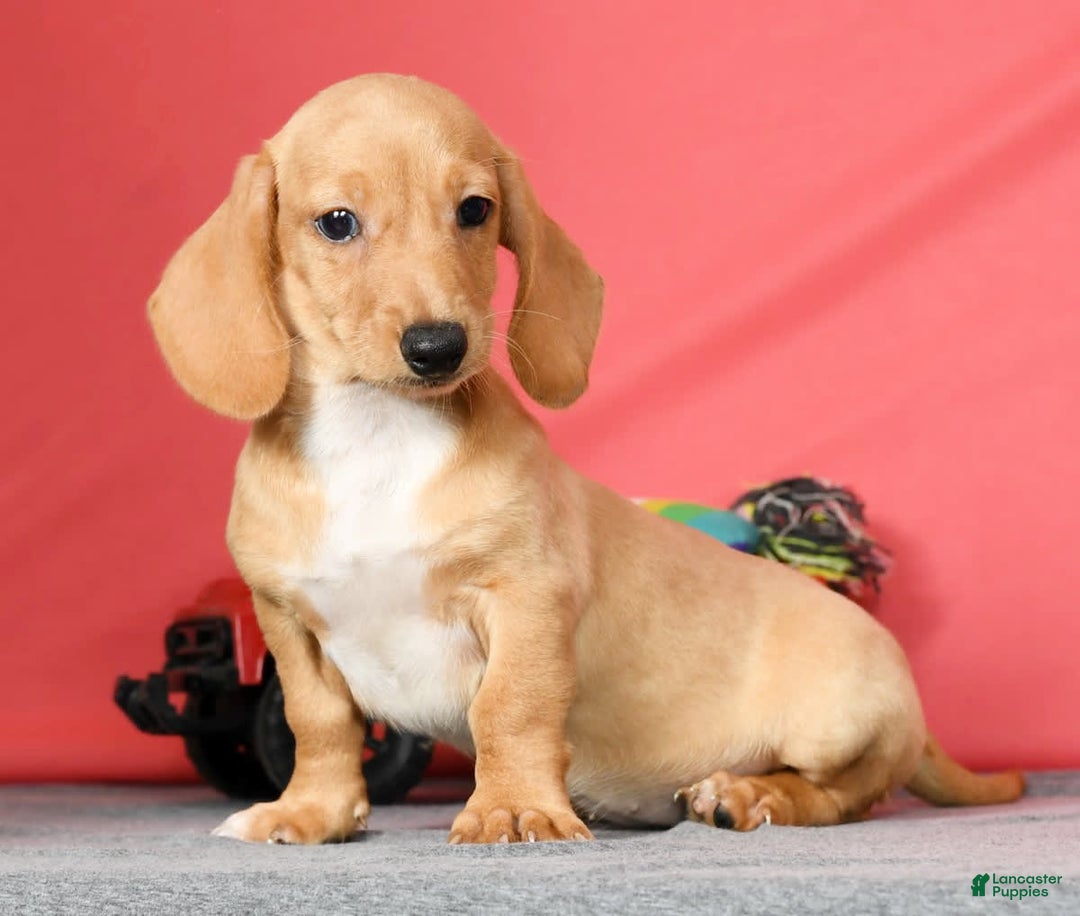 Miniature Dachshund dogs for sale: Dora - Image 5