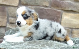 Miniature Australian Shepherd dogs for sale: Hallie - Image 5