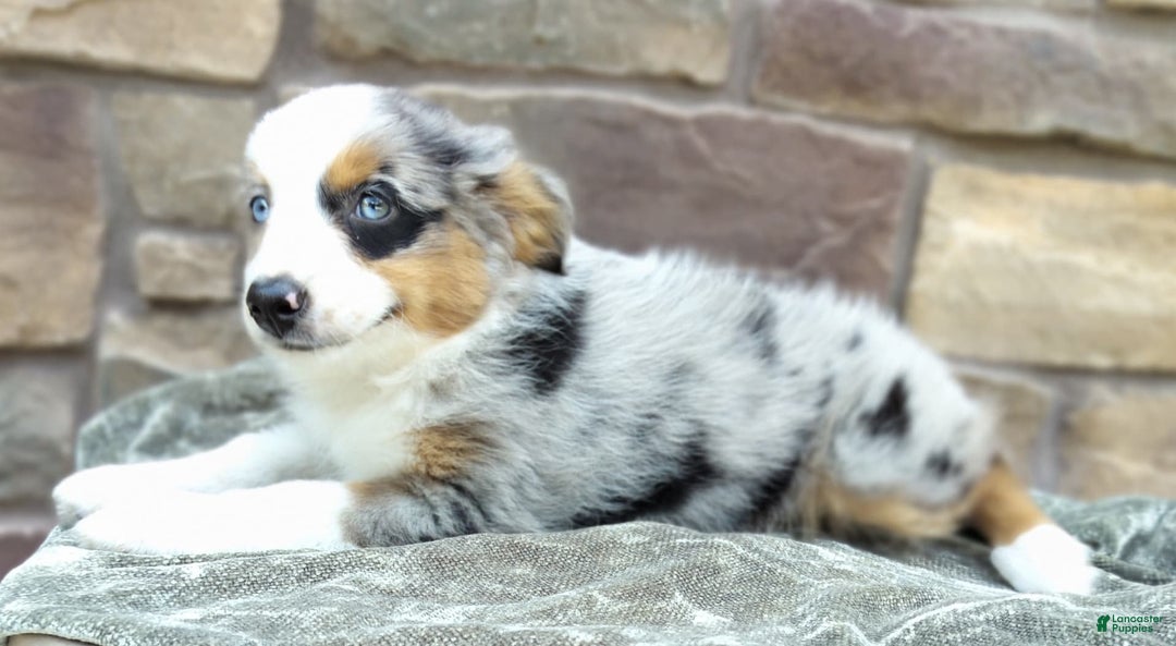 Miniature Australian Shepherd dogs for sale: Hallie - Image 5