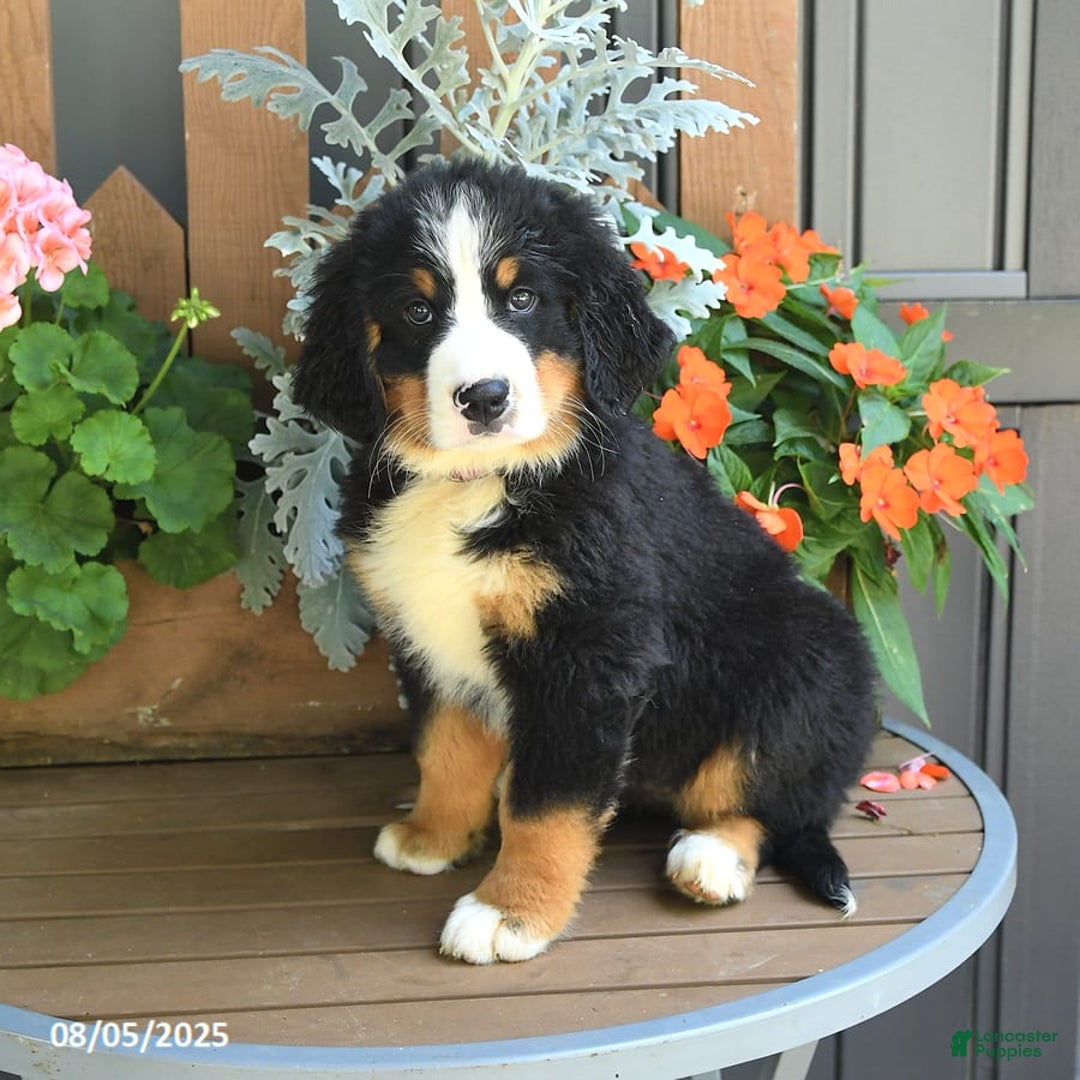 Bernese Mountain Dog dogs for sale: Millie - Image 1