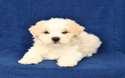 Shihpoo dogs for sale: Jake - Image 2