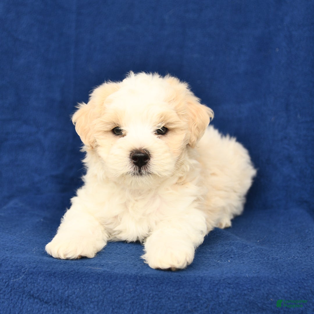 Shihpoo dogs for sale: Jake - Image 2