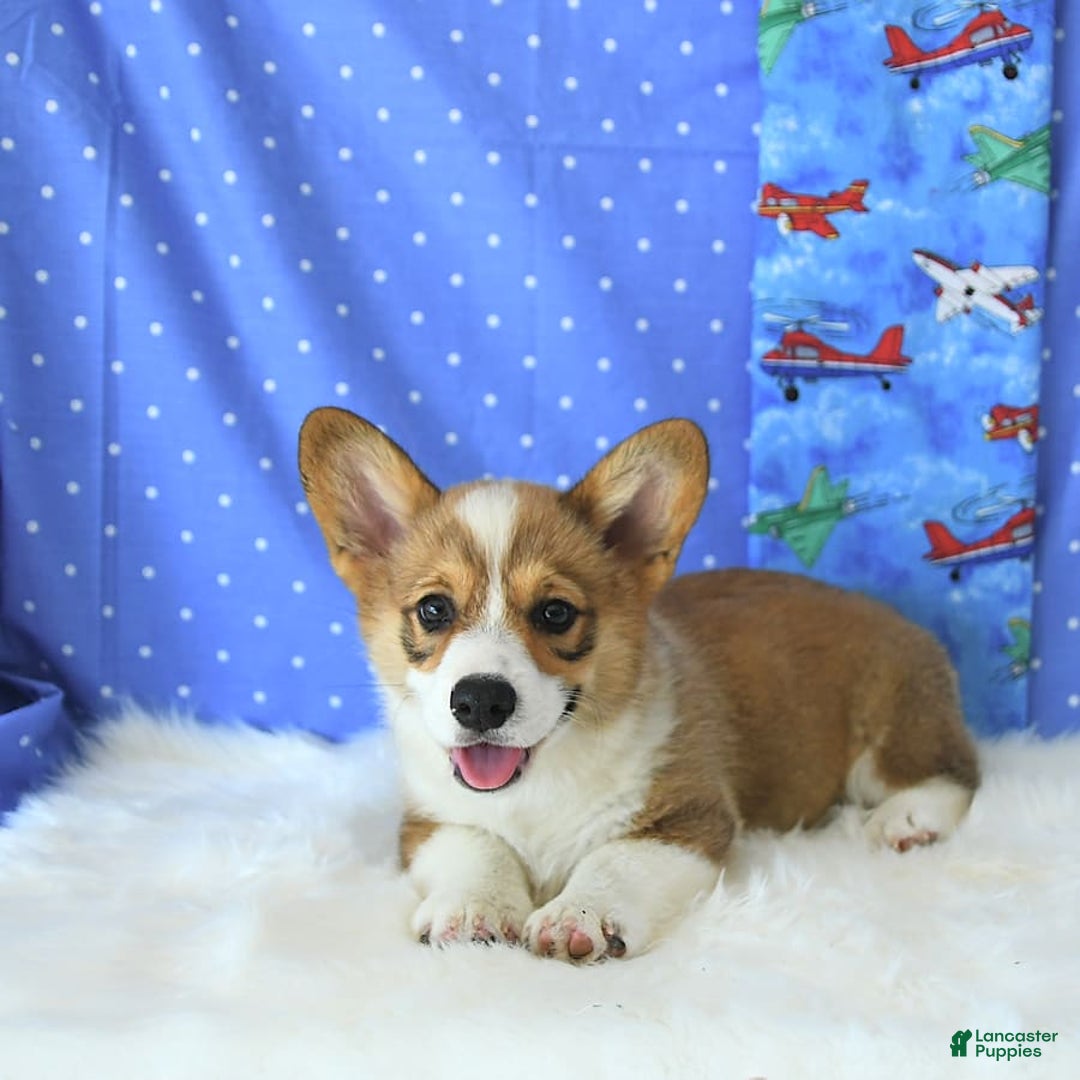 Welsh Corgi Pembroke dogs for sale: Linton - Image 2