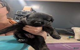 German Shepherd dogs for sale: Leon - Image 1