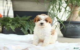 Mini Goldendoodle dogs for sale: Ginger - Image 8
