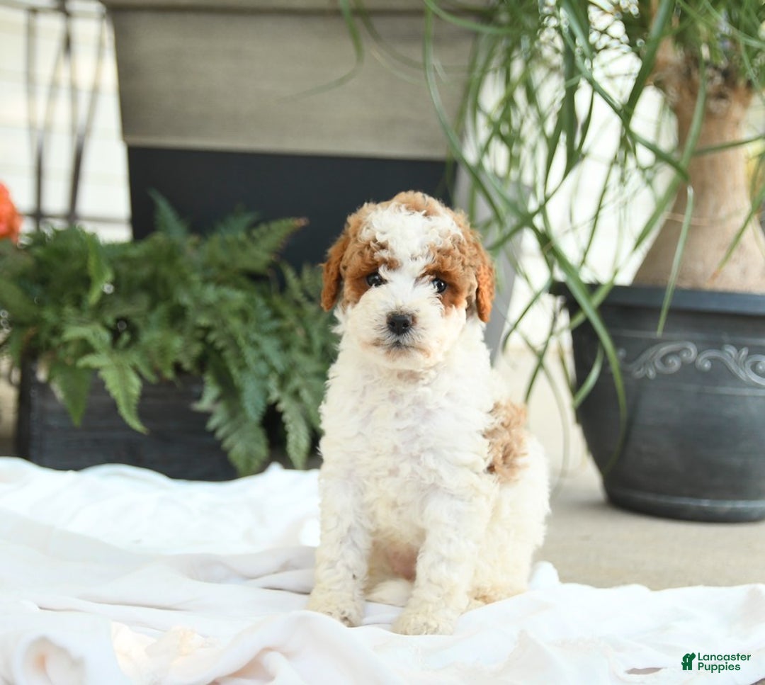 Mini Goldendoodle dogs for sale: Ginger - Image 8