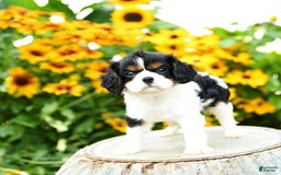 Cavalier King Charles Spaniel dogs for sale: Mason - Image 8