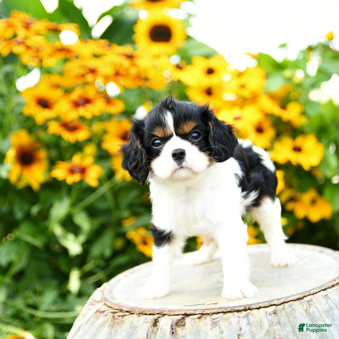 Cavalier King Charles Spaniel dogs for sale: Mason - Image 8