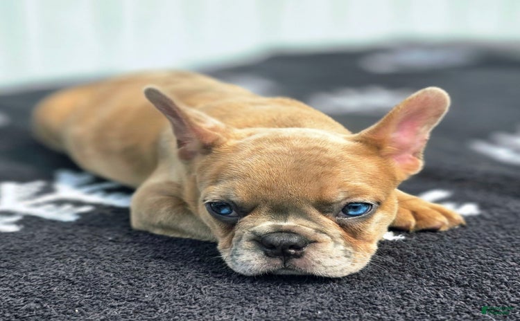 French Bulldog dogs for sale - Ad 2