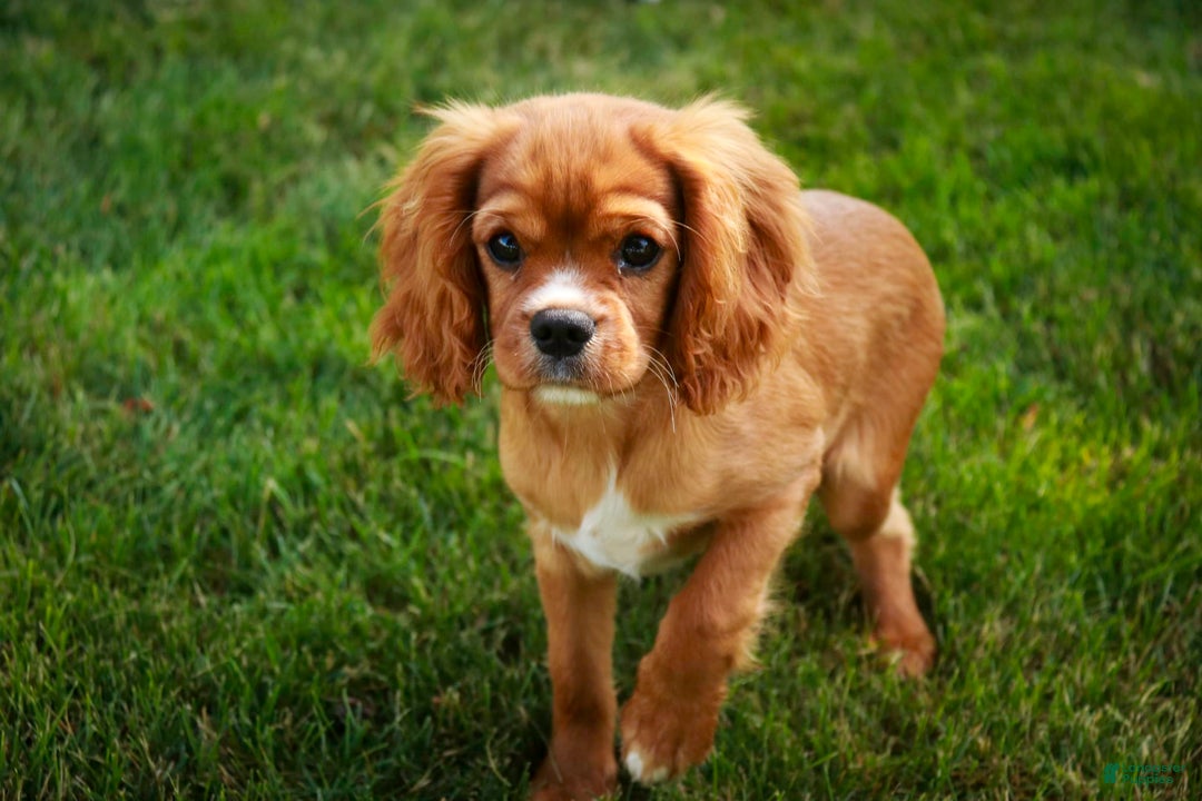 Cavalier King Charles Spaniel dogs for sale: Clifford - Image 23