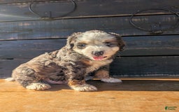 Mini Bernedoodle dogs for sale: Rambo - Image 2