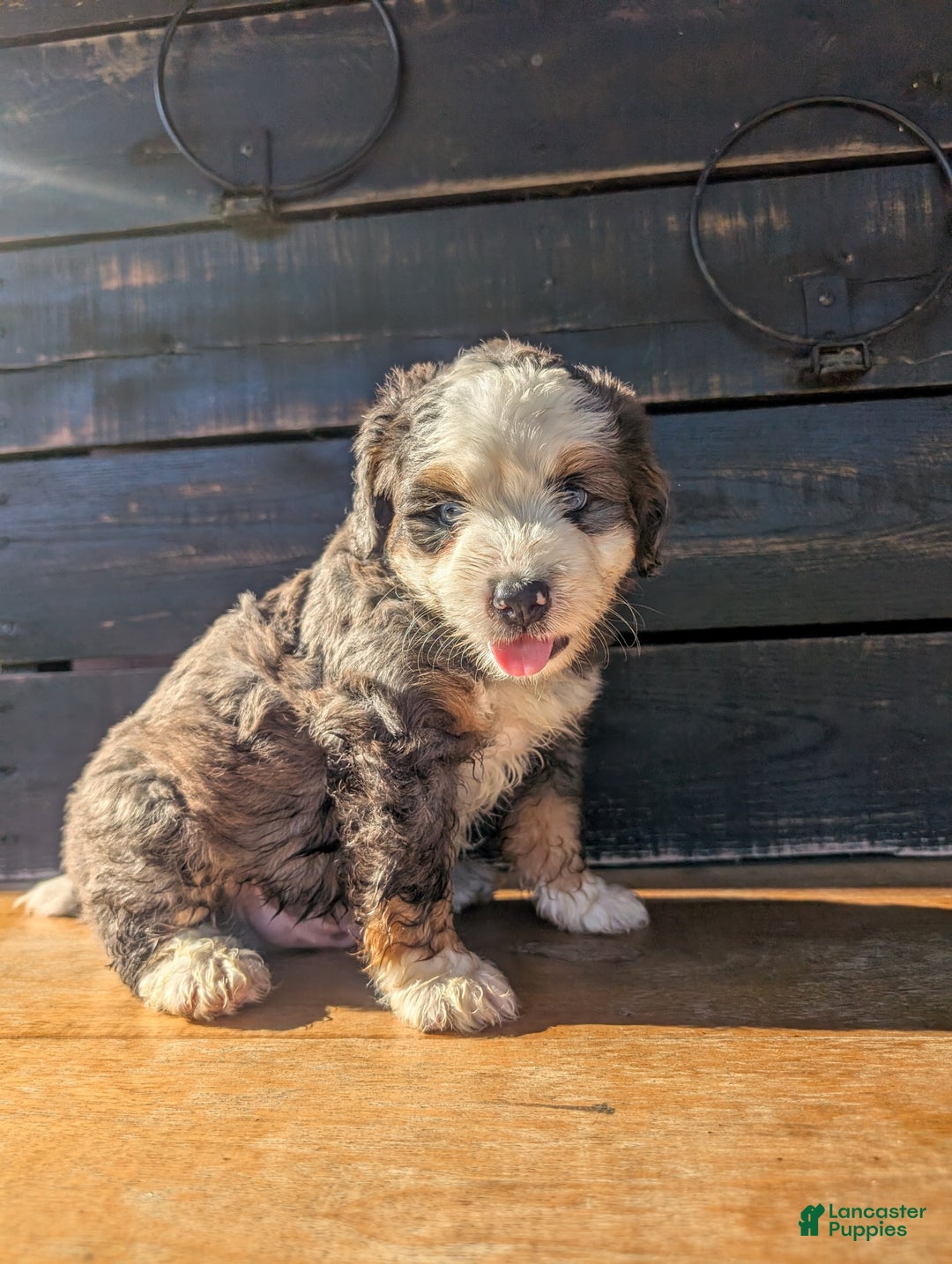 Mini Bernedoodle dogs for sale: Rambo - Image 2