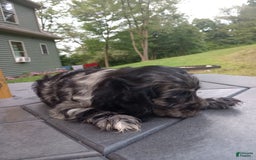 Cocker Spaniel dogs for sale: Oceon - Image 13