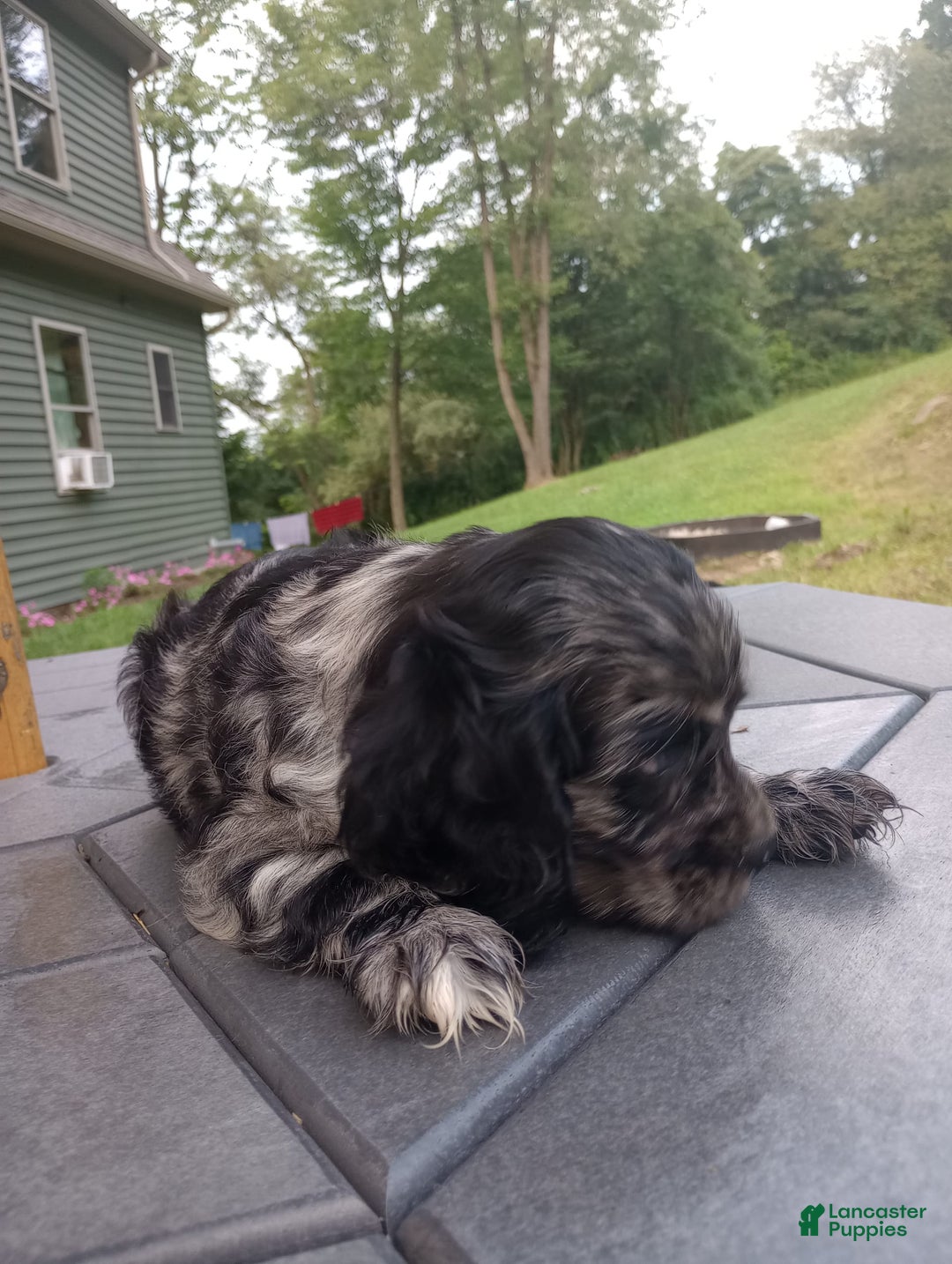 Cocker Spaniel dogs for sale: Oceon - Image 13