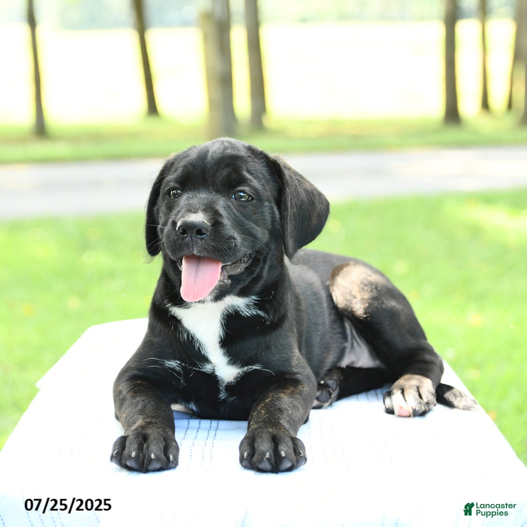 Cane Corso dogs for sale: Montana - Image 5