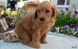 Goldendoodle dogs for sale: Tally - Image 2