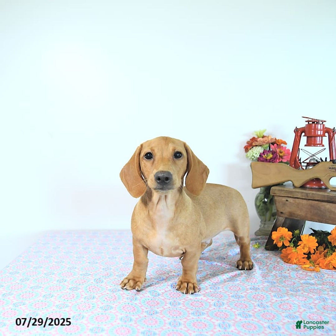 Miniature Dachshund dogs for sale: Twinkle - Image 8