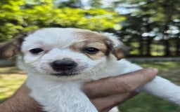 Chihuahua dogs for sale: Bob - Image 1