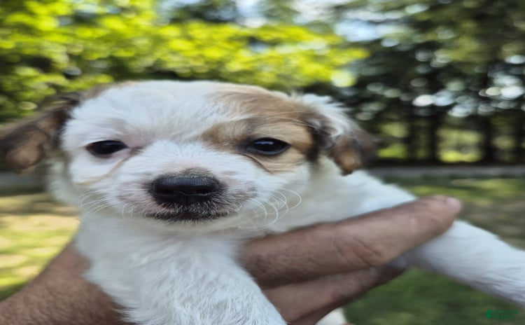 Chihuahua dogs for sale - Ad 2