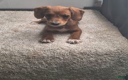 Jackapoo dogs for sale: Sasha - Image 3