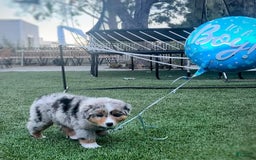 Australian Shepherd dogs for sale: Paris - Image 2