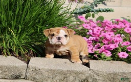 English Bulldog dogs for sale: Wyatt - Image 4