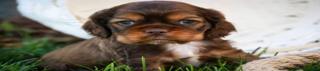 Digby