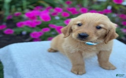 Golden Retriever dogs for sale: Teddy - Image 2