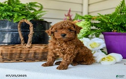 Toy Poodle dogs for sale: Happy - Image 5