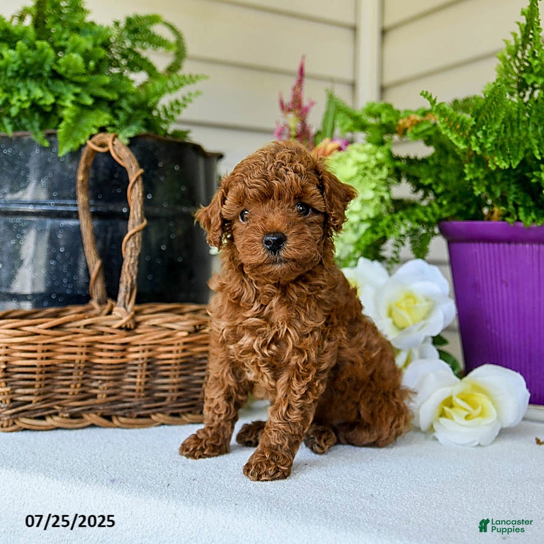 Toy Poodle dogs for sale: Happy - Image 5
