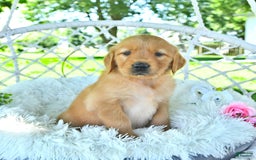 Golden Retriever dogs for sale: Allie - Image 11