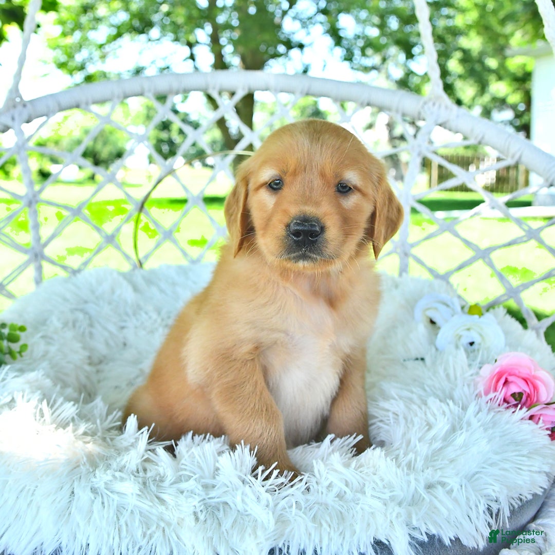Golden Retriever dogs for sale: Allie - Image 11