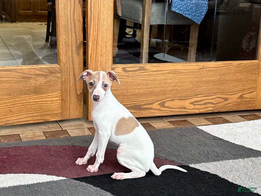 Italian Greyhound dogs for sale: Cindy - Image 1