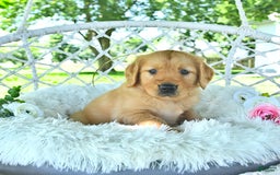 Golden Retriever dogs for sale: Abram - Image 17