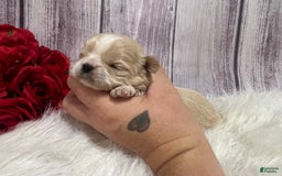 Shih Tzu dogs for sale: Wendy - Image 2