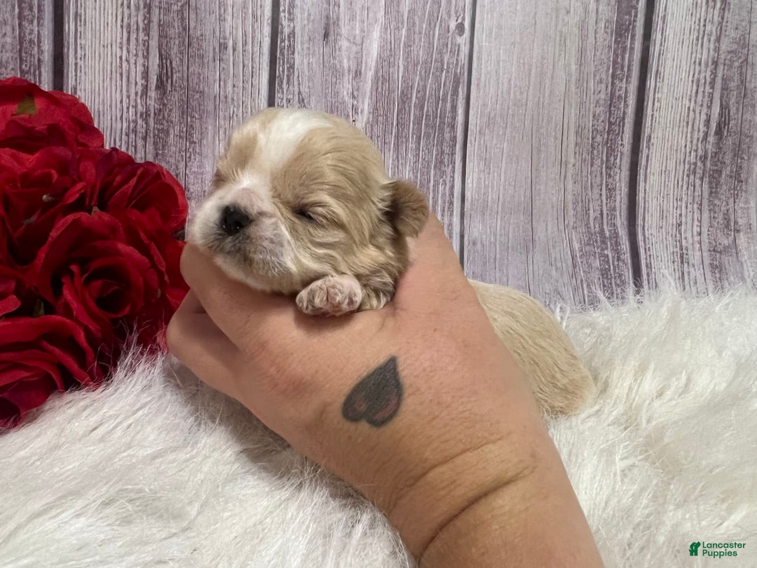 Shih Tzu dogs for sale: Wendy - Image 2