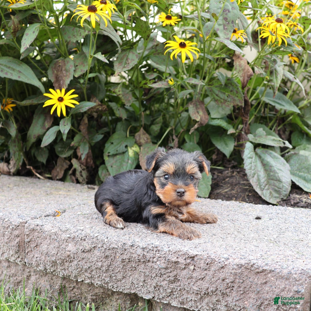 Yorkshire Terrier dogs for sale: Faithful - Image 4