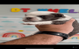 French Bulldog dogs for sale: French Bulldog 5 puppies - Image 2