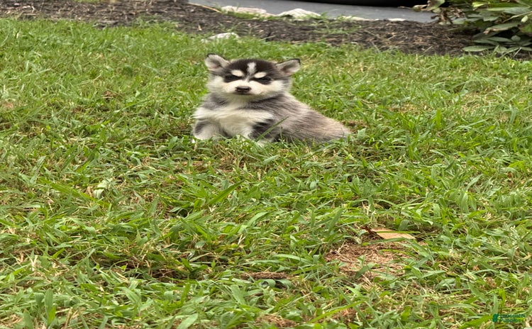 Pomsky dogs for sale - Ad 4
