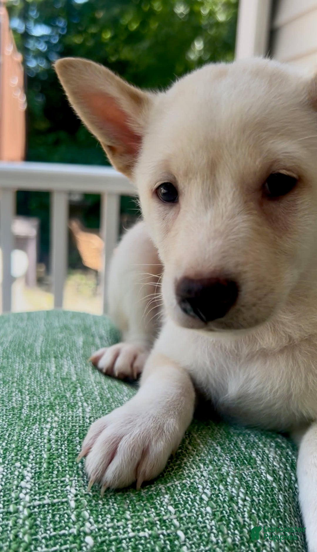 Shiba Inu dogs for sale: Pinky - Image 2