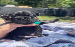French Bulldog dogs for sale: French Bulldog 4 puppies - Image 10
