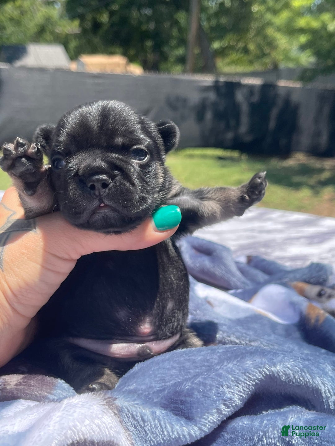 French Bulldog dogs for sale: French Bulldog 4 puppies - Image 10
