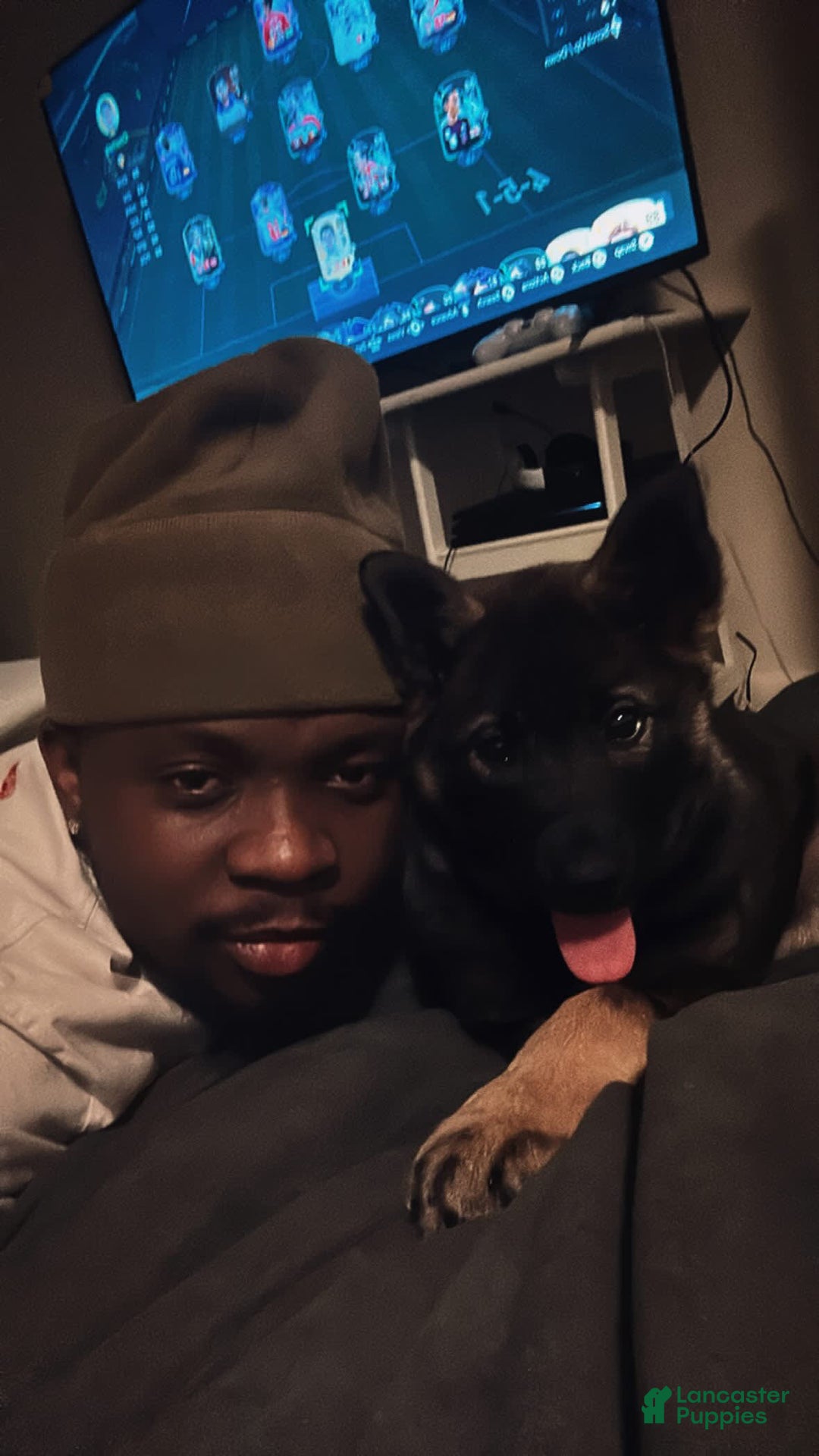 Norwegian Elkhound dogs for sale: Bear - Image 3