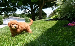 Mini Goldendoodle dogs for sale: Lucy - Image 4