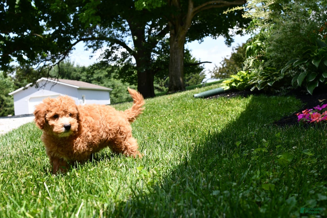 Mini Goldendoodle dogs for sale: Lucy - Image 4