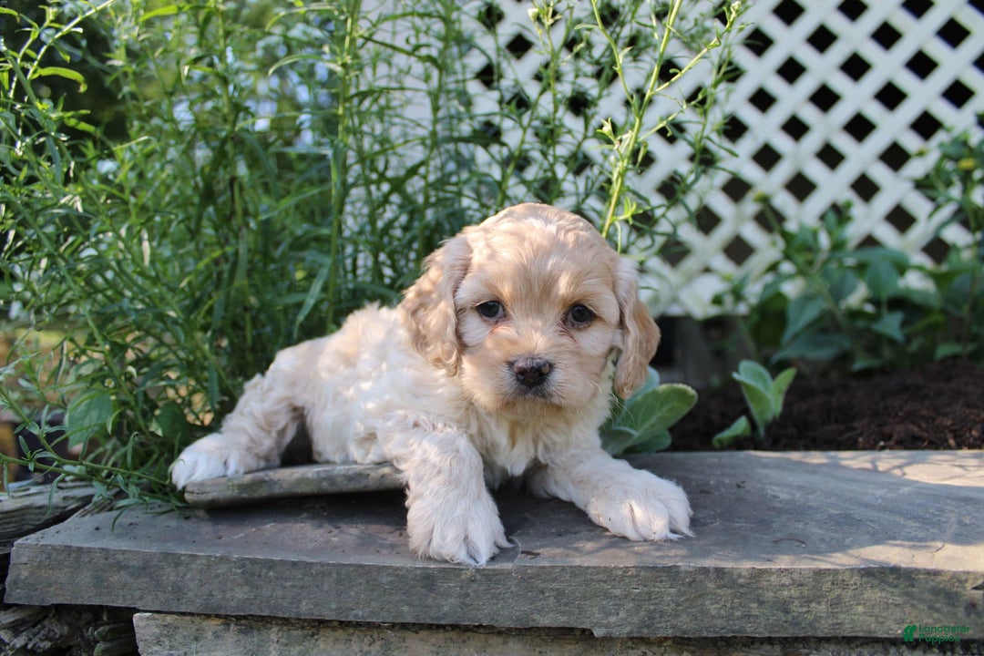 Cockapoo dogs for sale: Cockapoo 2 puppies - Image 7