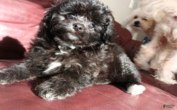 Shihpoo dogs for sale: Pomshihpoo Male Puppy🖤 - Image 3