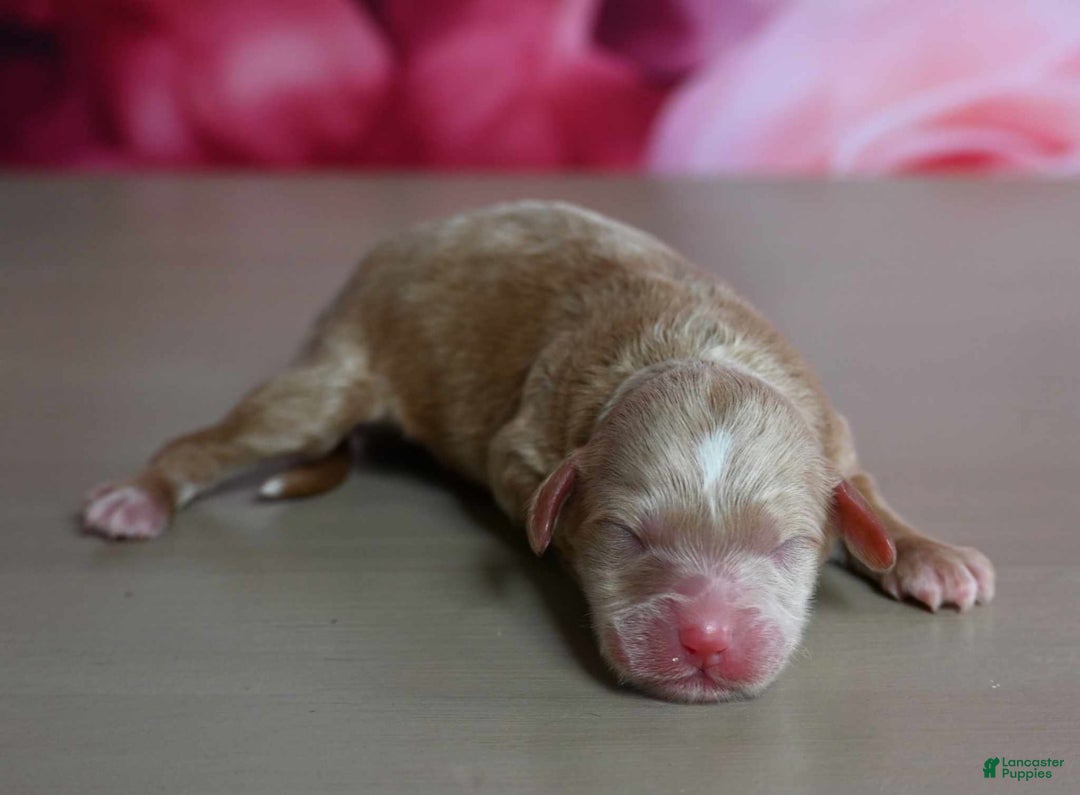 Shihpoo dogs for sale: Chance - Image 1