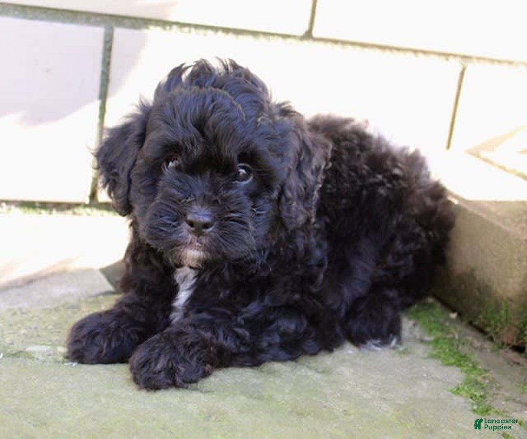 Shihpoo dogs for sale: Misty - Image 3